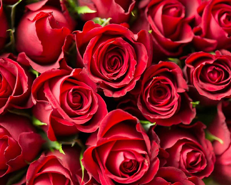 Colours-for-Flowers-&-Floriculture-img